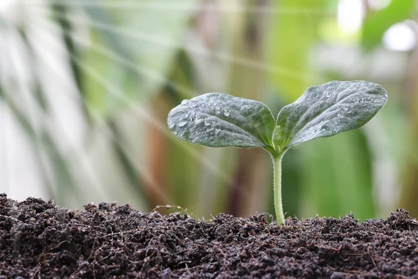 Planta joven de árbol tropical en el suelo en la luz de la mañana . —  Fotos de Stock