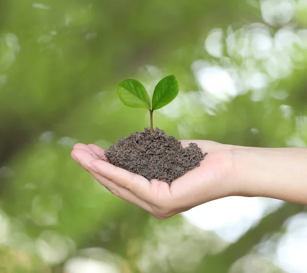 Soil in a Woman hand and treetop on soil. — Stock Photo, Image