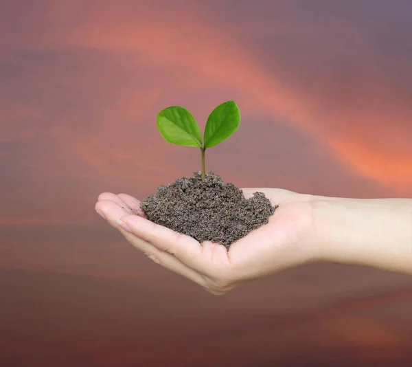 Soil in a Woman hand and treetop on soil. — Stock Photo, Image