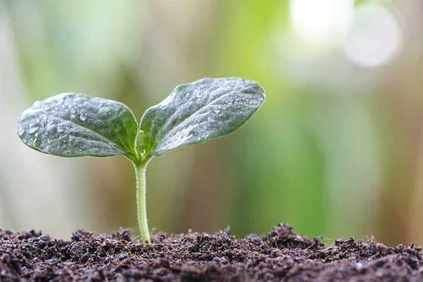 Young plant or green seedling on soil in the vegetable garden. — Stock Photo, Image