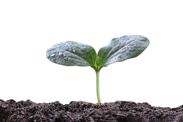 Junge Pflanze oder grüner Sämling auf Boden isoliert auf weißem Grund — Stockfoto