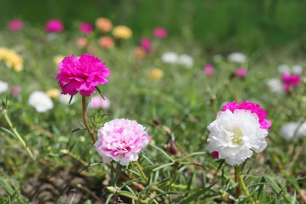 Portulaca oleracea blomma eller gemensamma Purslane blomma i trädgården. — Stockfoto