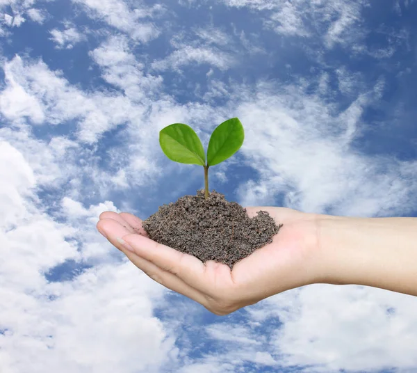 Soil in a Woman hand and treetop on soil. — Stock Photo, Image