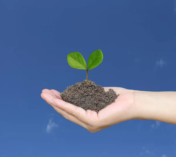 Soil in a Woman hand and treetop on soil. — Stock Photo, Image