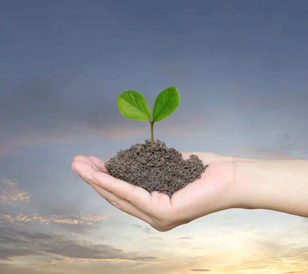 Soil in a Woman hand and treetop on soil with background Sunset. — Stock Photo, Image
