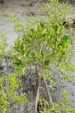 Mangrov orman içinde yeşil mangrov ağaç.