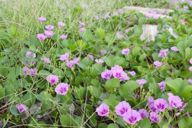 Çiçek açan Ipomoea çiçek ya da plaj sabah zafer.