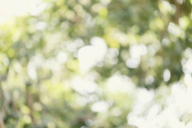 Soyut doğa bulanık bokeh arka plan.