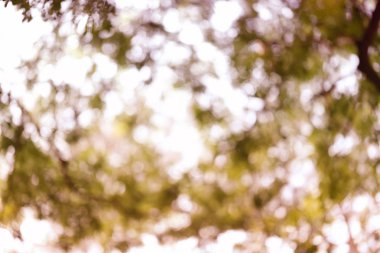 Soyut doğa bulanık bokeh arka plan.