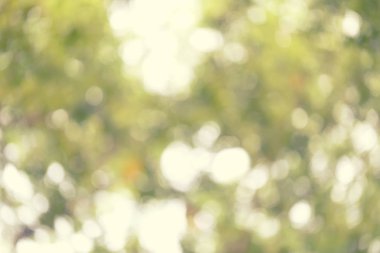 Soyut doğa bulanık bokeh arka plan.