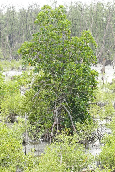 Grüner Mangrovenbaum im Mangrovenwald. — Stockfoto