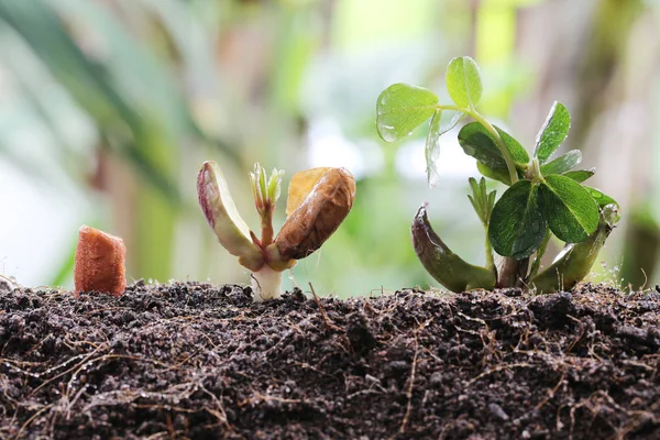 Seedlings of peanut on soil in the Vegetable garden. — Stock Photo, Image