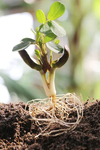 Plantor av jordnöt på mark i i köksträdgården. — Stockfoto