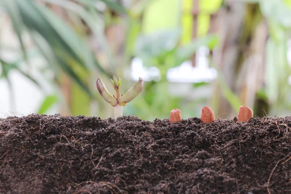 Zaailingen van pinda op de bodem in de moestuin. — Stockfoto