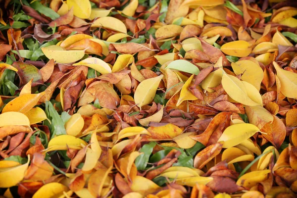 Foglie gialle e marroni sul prato in autunno . — Foto Stock