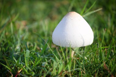 Zehirlenme yeşil çimenlerin üzerinde büyüyen mantar.