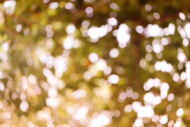 Soyut doğa bulanık bokeh arka plan.