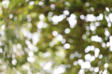Soyut doğa bulanık bokeh arka plan.
