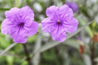 Minnieroot veya haşhaş bakla flora bahçesinde mor çiçek.