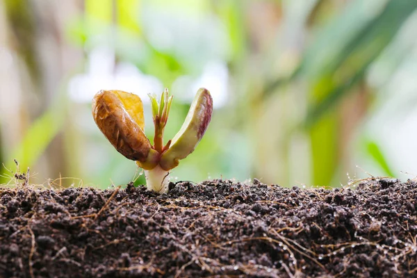 Seedlings of peanut on soil in the Vegetable garden. — Stock Photo, Image
