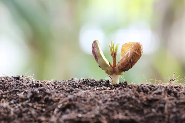 Seedlings of peanut on soil in the Vegetable garden. — Stock Photo, Image