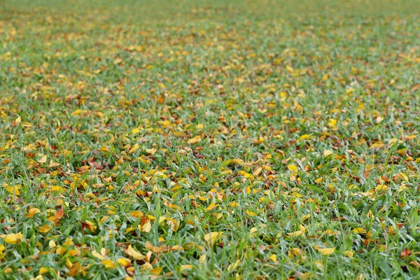 Fris groen gras in openbaar park met droge blad. — Stockfoto