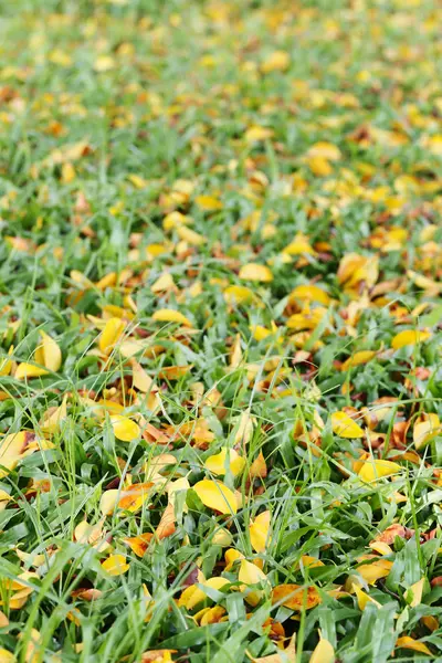 Fresh green grass in public park with dry leaf. — Stock Photo, Image