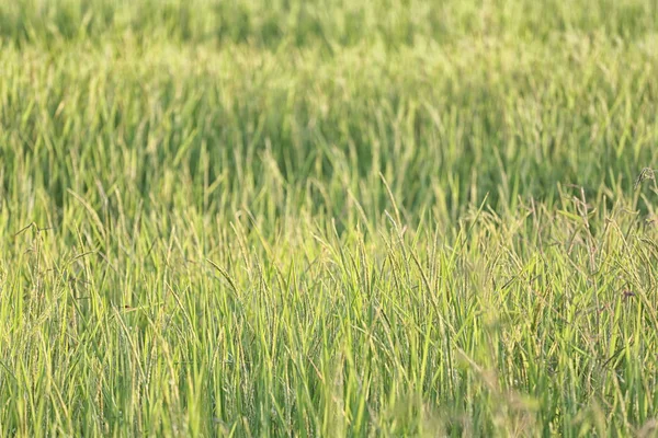 Pirinç bitki hasat zamanı ve akşam güneş ışığı. — Stok fotoğraf