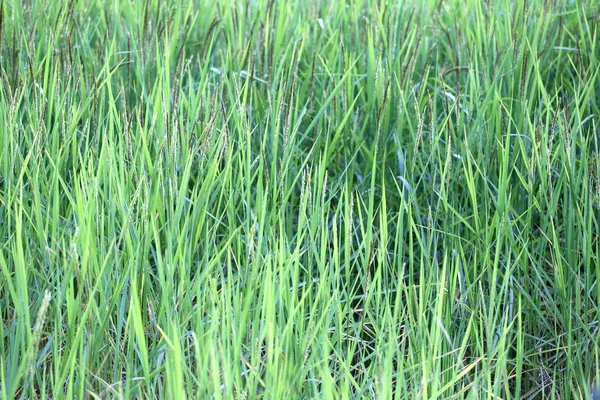 Planta de arroz cerca del tiempo de cosecha y la luz solar de la noche . —  Fotos de Stock