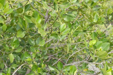 Mangrov orman içinde yeşil mangrov ağaç.