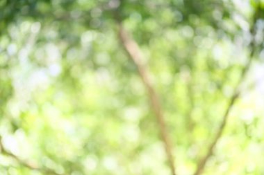 Soyut doğa bulanık bokeh arka plan.