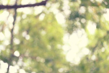 Soyut doğa bulanık bokeh arka plan.