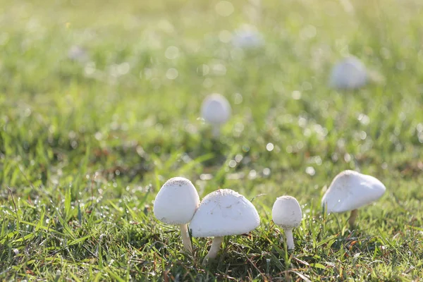 Envenenamiento por hongos creciendo en césped verde . — Foto de Stock