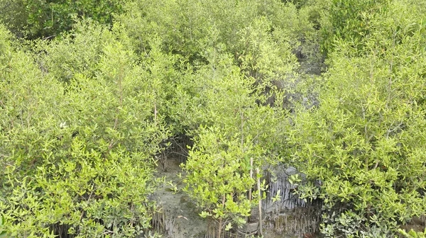 Alberi di mangrovie verdi nella foresta di mangrovie . — Foto Stock