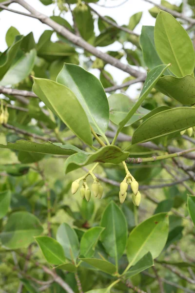 Manguezal verde na floresta de mangue . — Fotografia de Stock