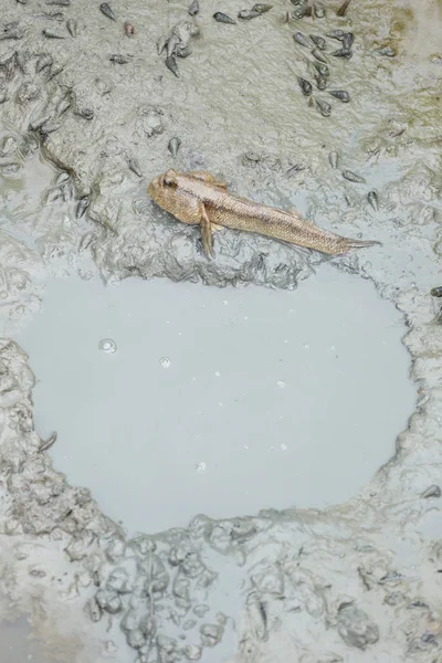 Mudskipper fish in the mangrove forests. — Stock Photo, Image