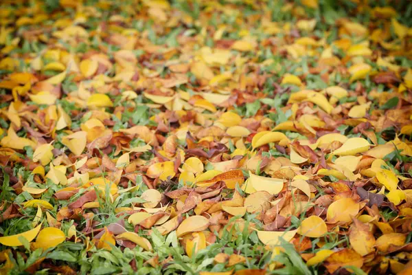Gele en bruine bladeren op het gazon in het najaar. — Stockfoto