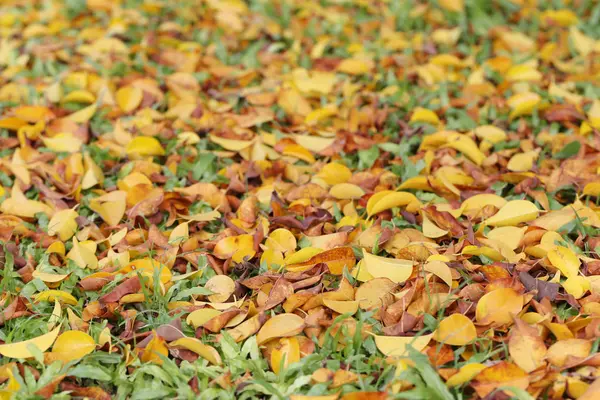 Yellow and brown leaves on the lawn in autumn. — Stock Photo, Image