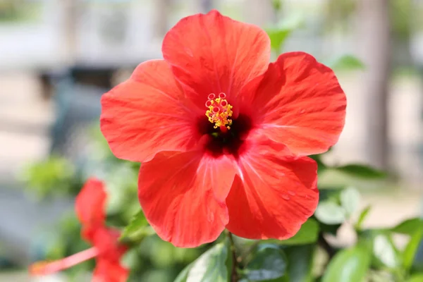 Red hibiscus flowers blossom in the garden. — Stock Photo, Image