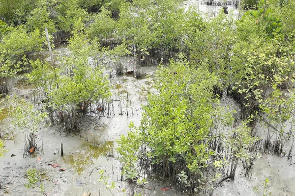 Groene mangrove structuur in het forest van de mangrove. — Stockfoto