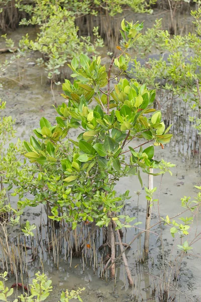 Alberi di mangrovie verdi nella foresta di mangrovie . — Foto Stock