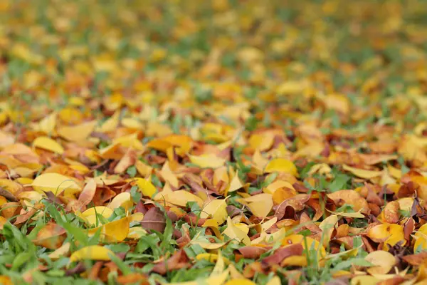 Yellow and brown leaves on the lawn in autumn. — Stock Photo, Image
