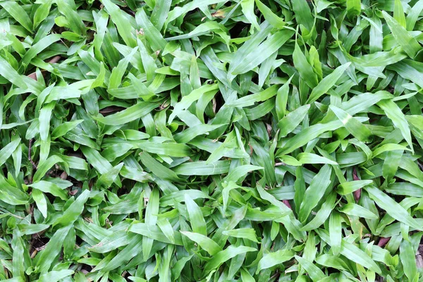 Grön gräsmatta i ovanifrån. — Stockfoto