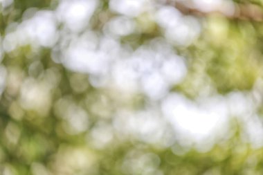 Soyut doğa bulanık bokeh arka plan.