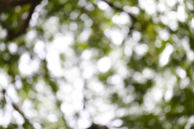 Soyut doğa bulanık bokeh arka plan.