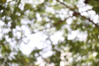 Soyut doğa bulanık bokeh arka plan.