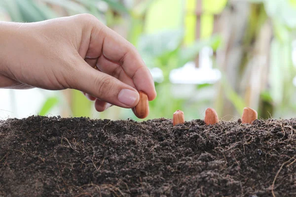 Mãos de homem plantando sementes no chão . — Fotografia de Stock