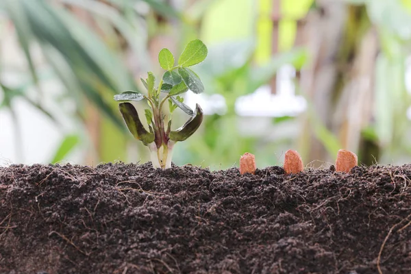 Sadzonki orzechowe na gleby w ogrodzie warzyw. — Zdjęcie stockowe