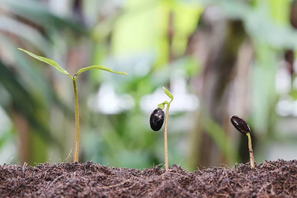 Seedlings grow on the ground in the garden. — Stock Photo, Image