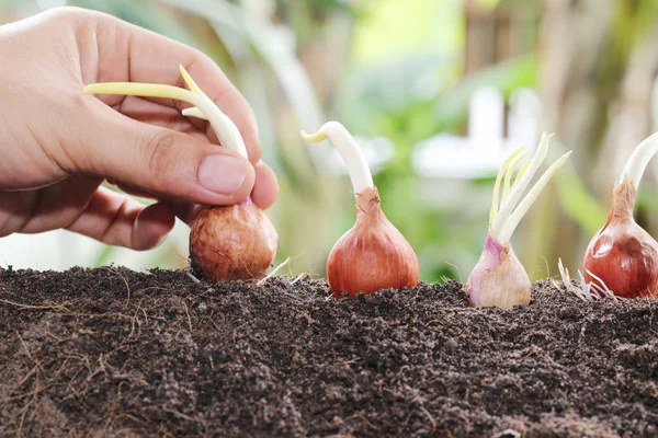 男の手の地面にエシャロットの植栽種. — ストック写真